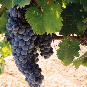 600x400xSt-Tropez-Wine-Attribution-LoriBranham-2.0-600x400.jpg.pagespeed.ic._3yJPBOeCU