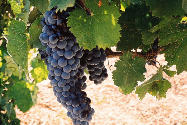 600x400xSt-Tropez-Wine-Attribution-LoriBranham-2.0-600x400.jpg.pagespeed.ic._3yJPBOeCU