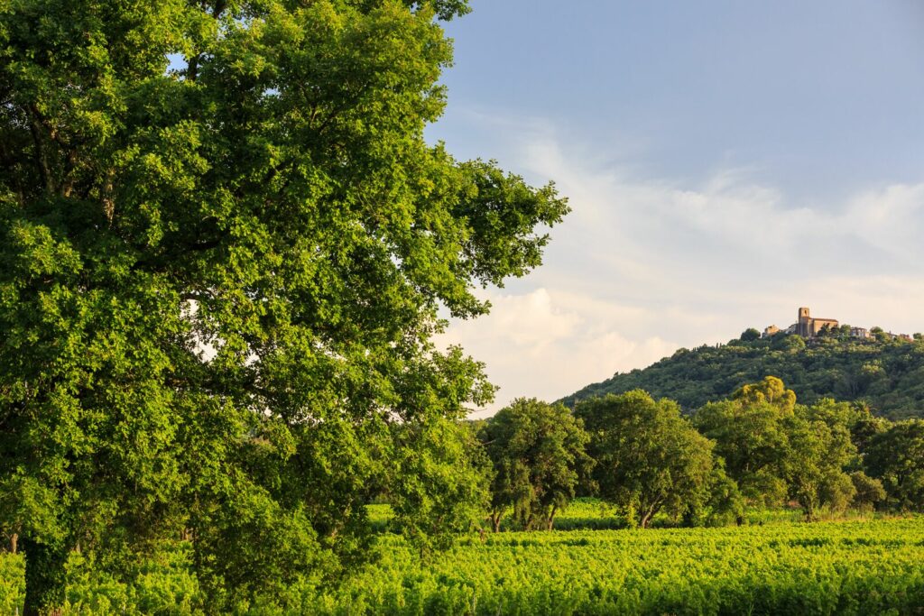 Minuty- Vineyards South of France